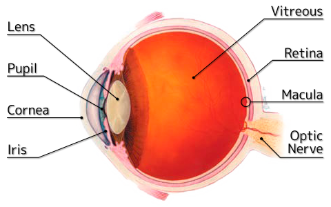 Macular Degeneration Fort Myers | Low Vision Naples ... rods and cones eye diagram 
